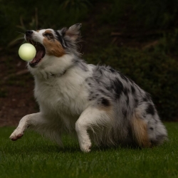 Chuckit! Max Glow Ball XL Piłka Świecąca dla Psa w Ciemności