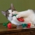 Yeowww! Strawberry Catnip Toy – zabawka dla Twojego kota z kocimiętką